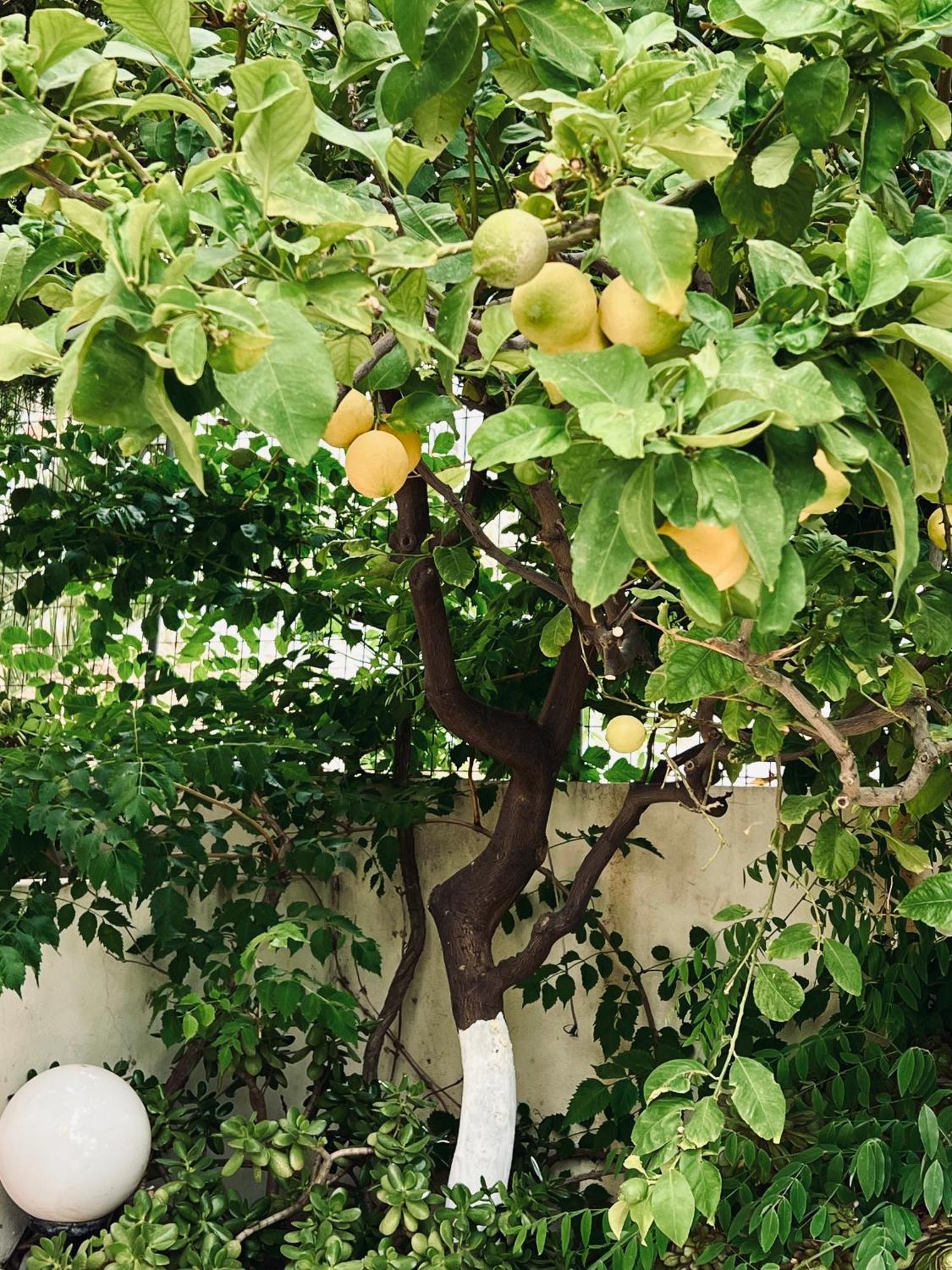 Bella Vista Daire Bali  Dış mekan fotoğraf